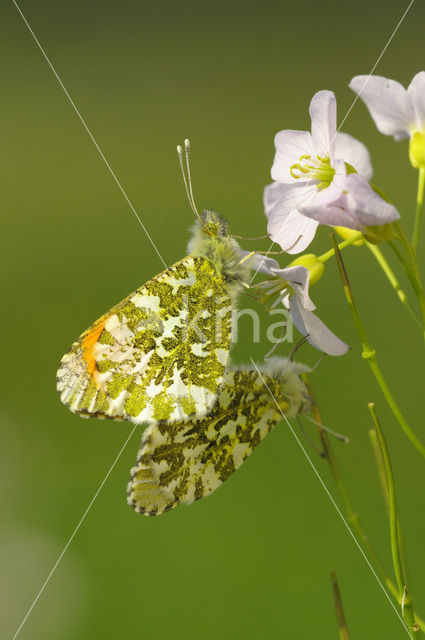 Orange-tip (Anthocharis cardamines)