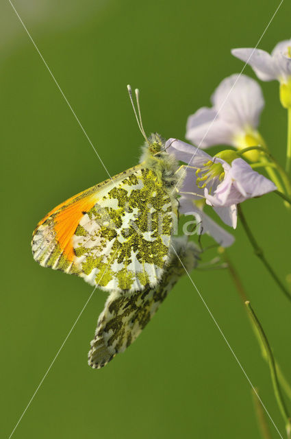 Oranjetipje (Anthocharis cardamines)