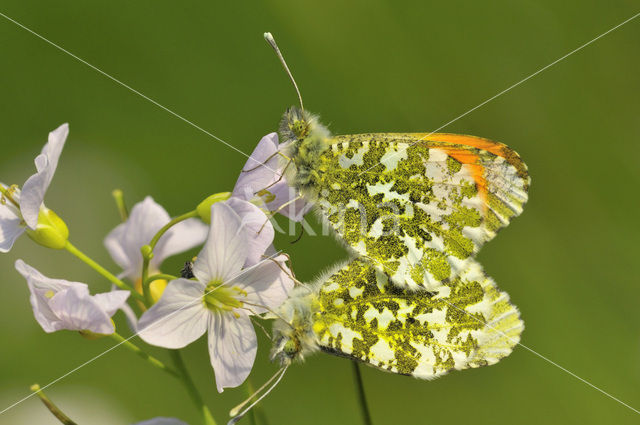 Oranjetipje (Anthocharis cardamines)