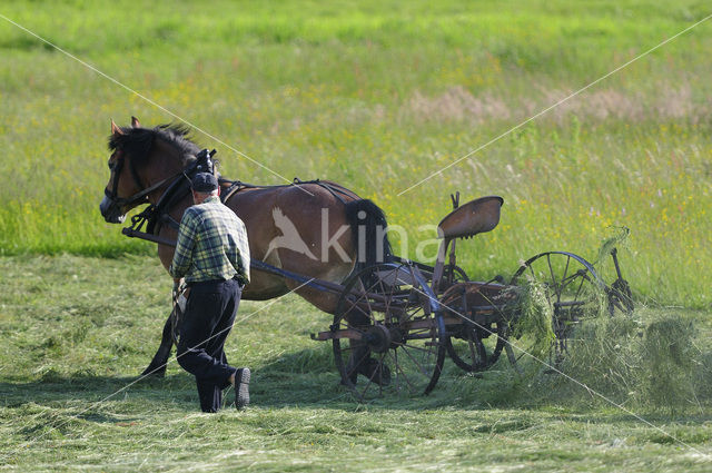 Paard (Equus spp)