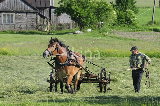 Horse (Equus spp)