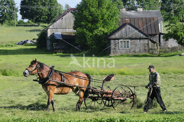 Paard (Equus spp)