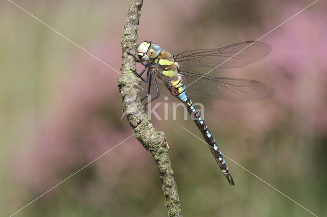 Migrant Hawker (Aeshna mixta)