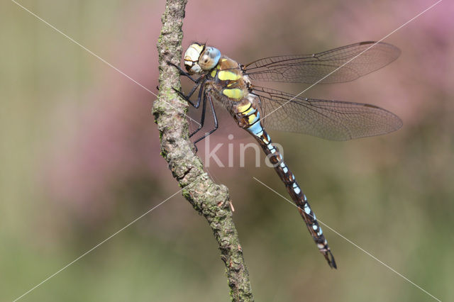 Paardenbijter (Aeshna mixta)