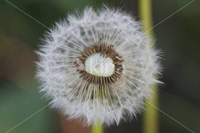 Dandelion (Taraxacum spec.)