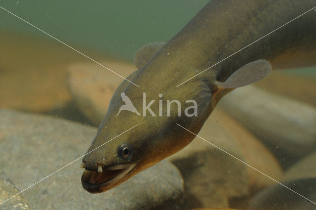 Eel (Anguilla anguilla)