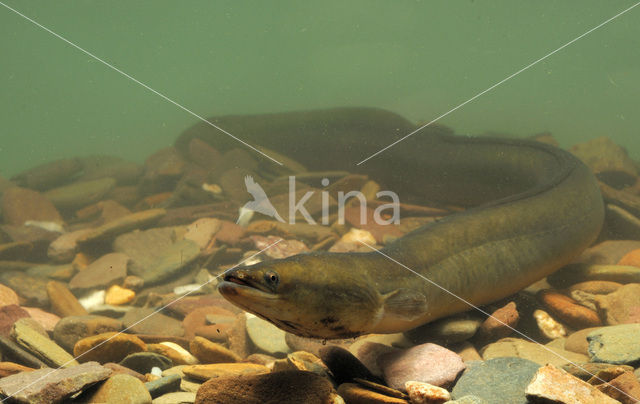 Eel (Anguilla anguilla)