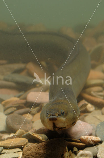 Eel (Anguilla anguilla)