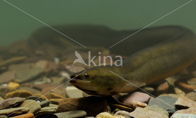 Eel (Anguilla anguilla)