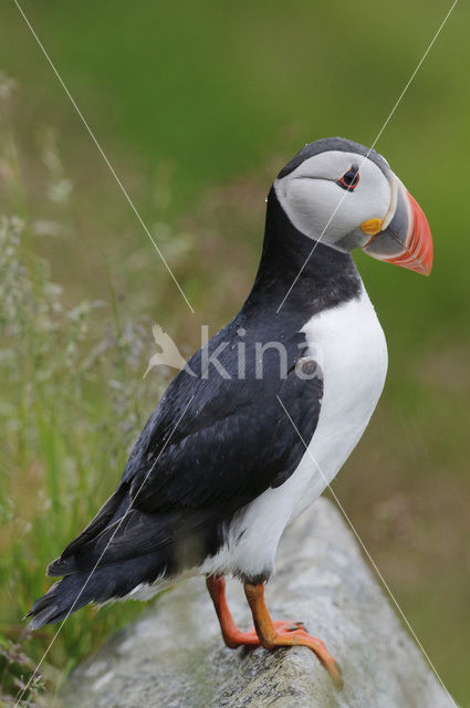 Atlantic Puffin (Fratercula arctica)