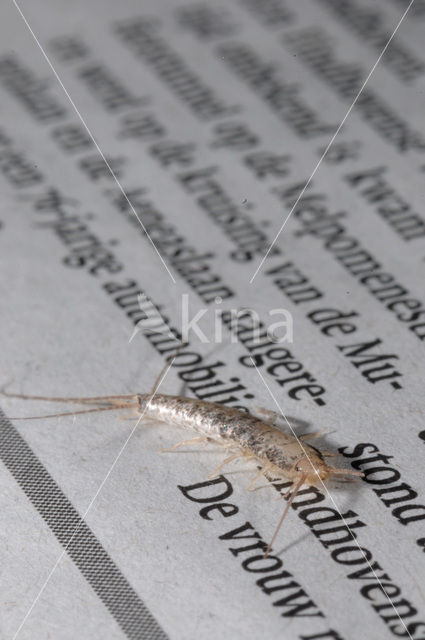 Silverfish (Ctenolepisma longicaudatum)