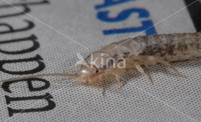 Silverfish (Ctenolepisma longicaudatum)