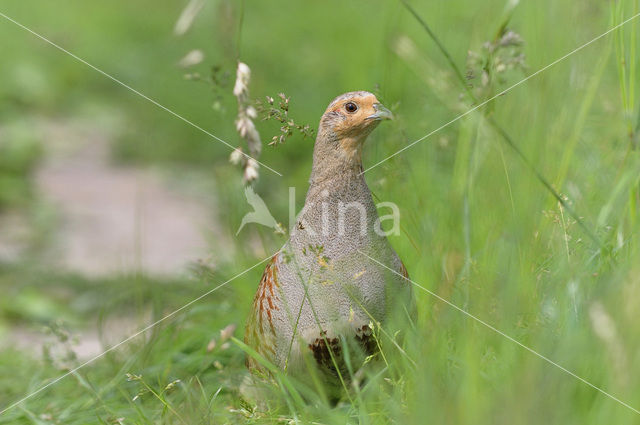 Grey Partridge (Perdix perdix)