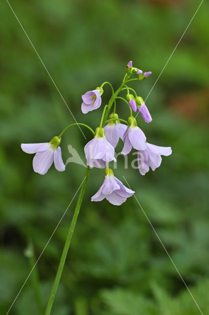 Pinksterbloem (Cardamine pratensis)