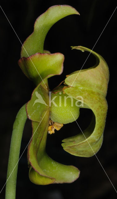 Pitcher plant (Sarracenia sp.)