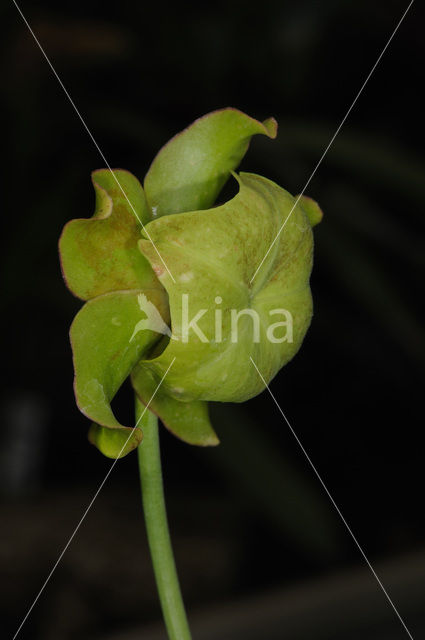 Pitcher plant (Sarracenia sp.)