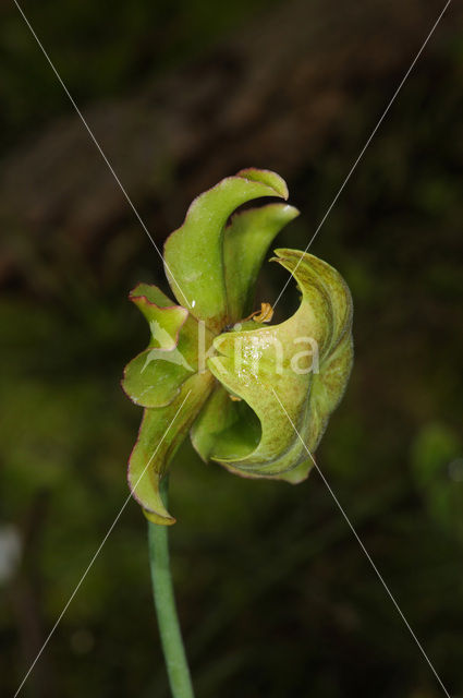 Pitcher plant (Sarracenia sp.)