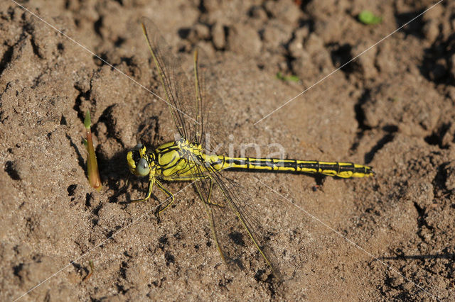 Plasrombout (Gomphus pulchellus)