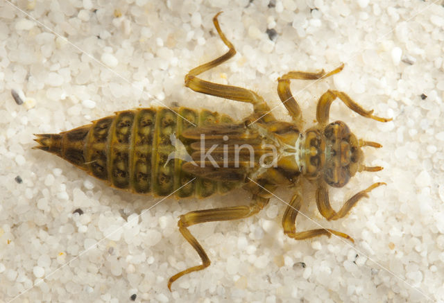 Dragonfly (Gomphus pulchellus)