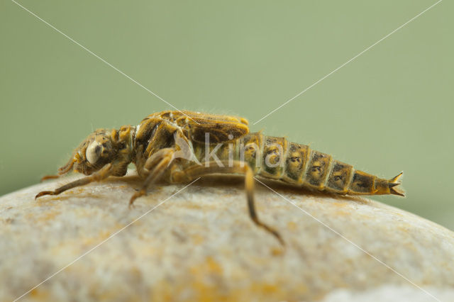 Plasrombout (Gomphus pulchellus)