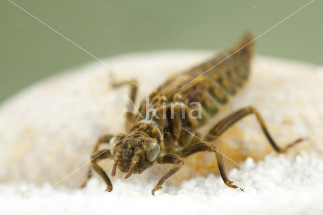 Dragonfly (Gomphus pulchellus)