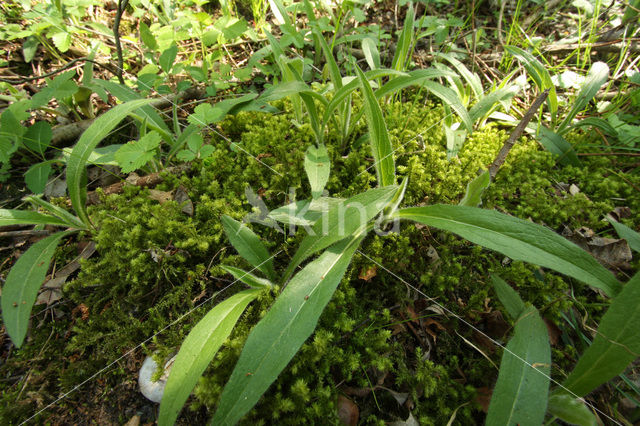 Big Shaggy-moss (Rhytidiadelphus triquetrus)