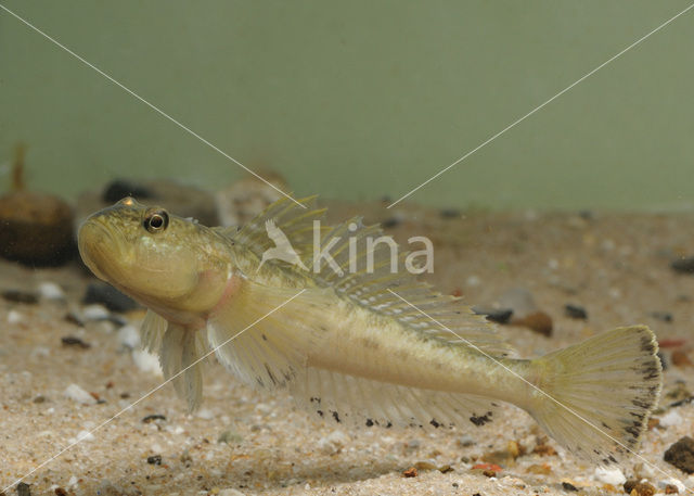 Monkey goby (Neogobius fluviatilis)