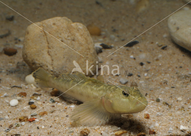 Pontische stroomgrondel (Neogobius fluviatilis)