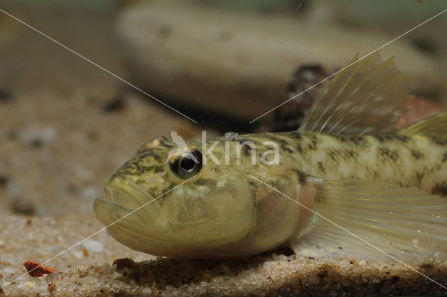 Monkey goby (Neogobius fluviatilis)