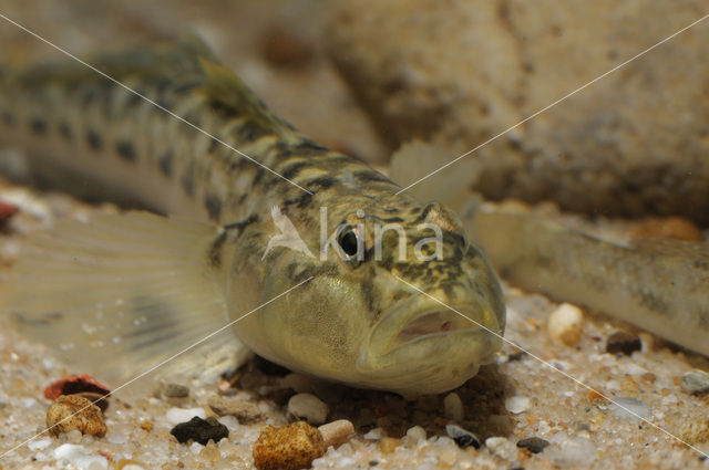 Monkey goby (Neogobius fluviatilis)