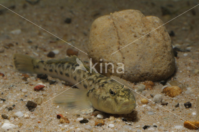 Monkey goby (Neogobius fluviatilis)