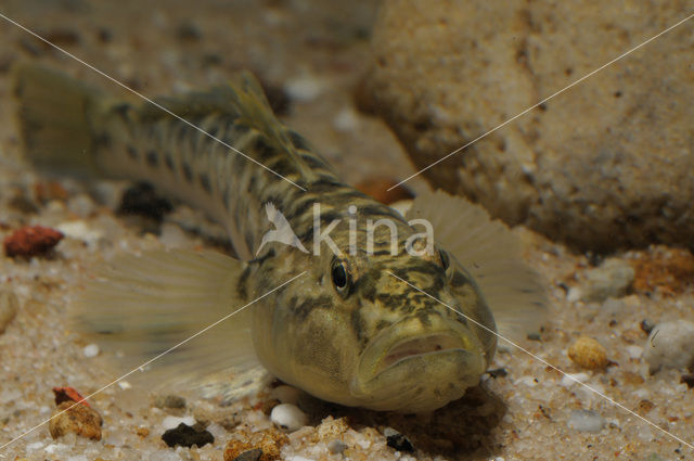 Monkey goby (Neogobius fluviatilis)