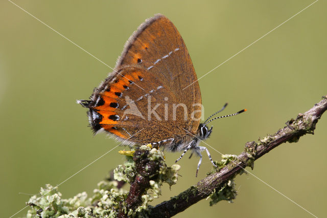 Black Hairstreak (Satyrium pruni)