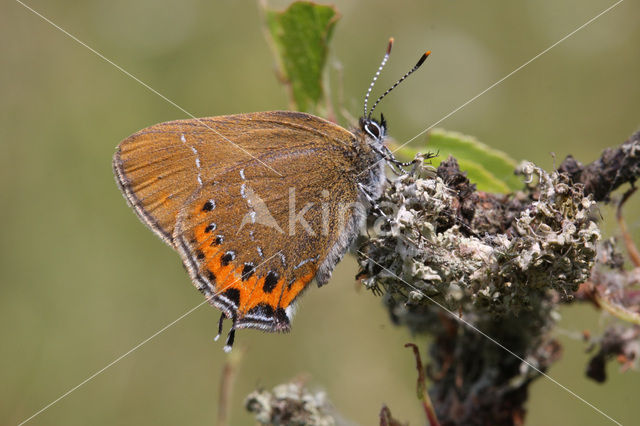 Black Hairstreak (Satyrium pruni)