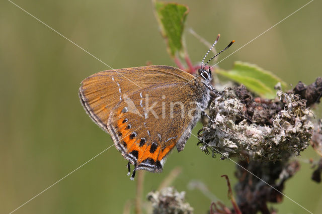 Black Hairstreak (Satyrium pruni)