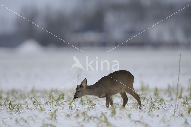 Roe Deer (Capreolus capreolus)