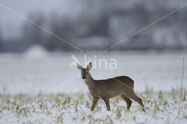 Roe Deer (Capreolus capreolus)