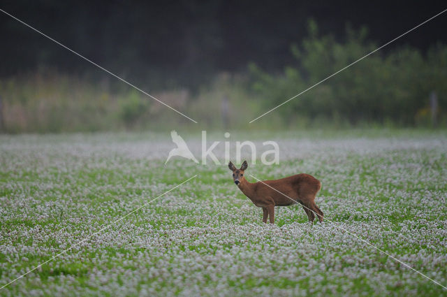 Roe Deer (Capreolus capreolus)