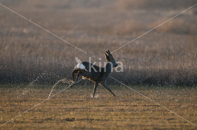 Roe Deer (Capreolus capreolus)