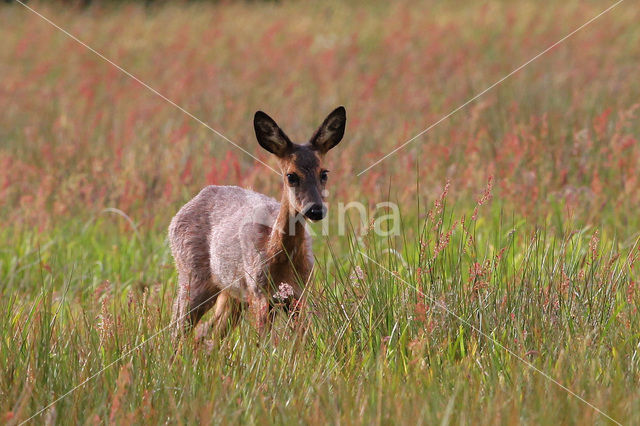 Roe Deer (Capreolus capreolus)