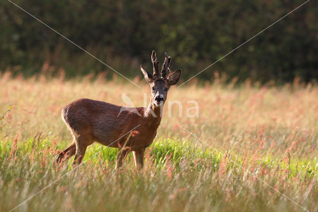 Roe Deer (Capreolus capreolus)