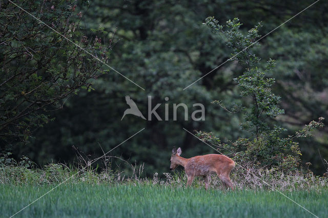 Roe Deer (Capreolus capreolus)