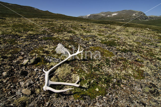 Rendier (Rangifer tarandus tarandus)