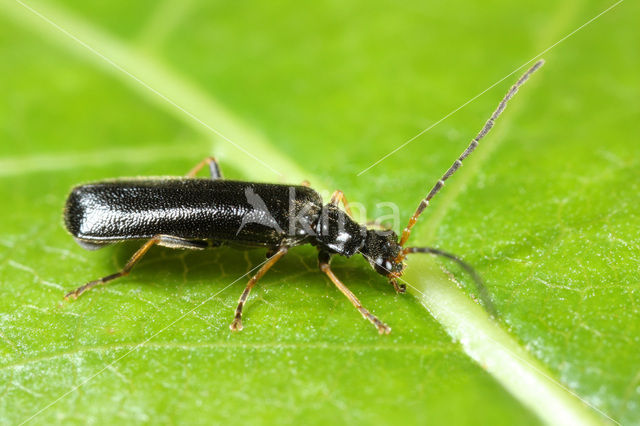 Rhagonycha gallica