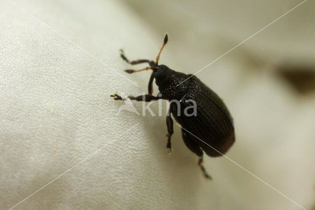 Rhamphus pulicarius
