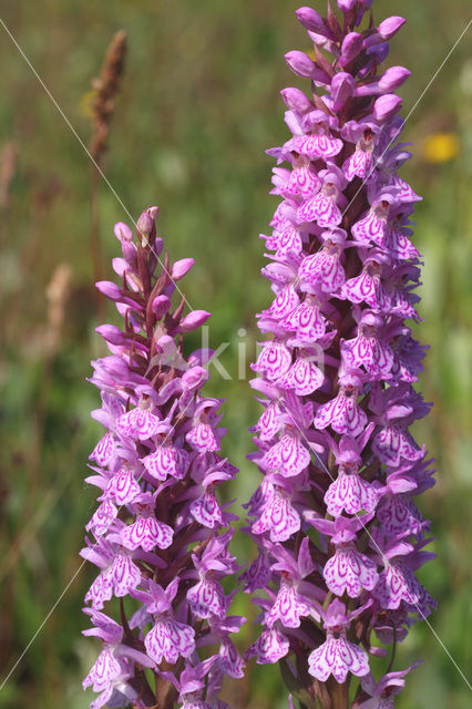 Southern Marsh-orchid (Dactylorhiza praetermissa)