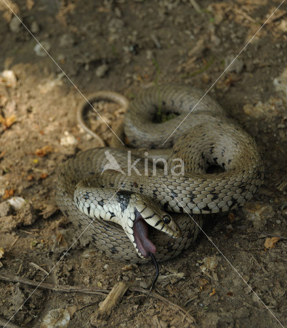 Grass Snake (Natrix natrix)