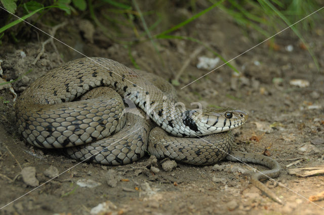 Grass Snake (Natrix natrix)