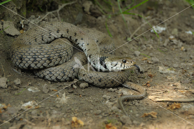 Grass Snake (Natrix natrix)