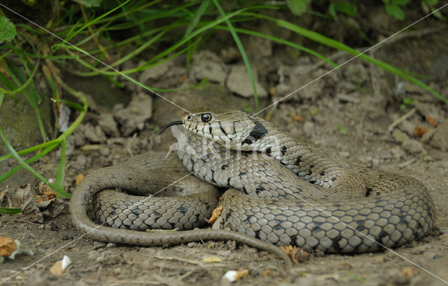 Grass Snake (Natrix natrix)